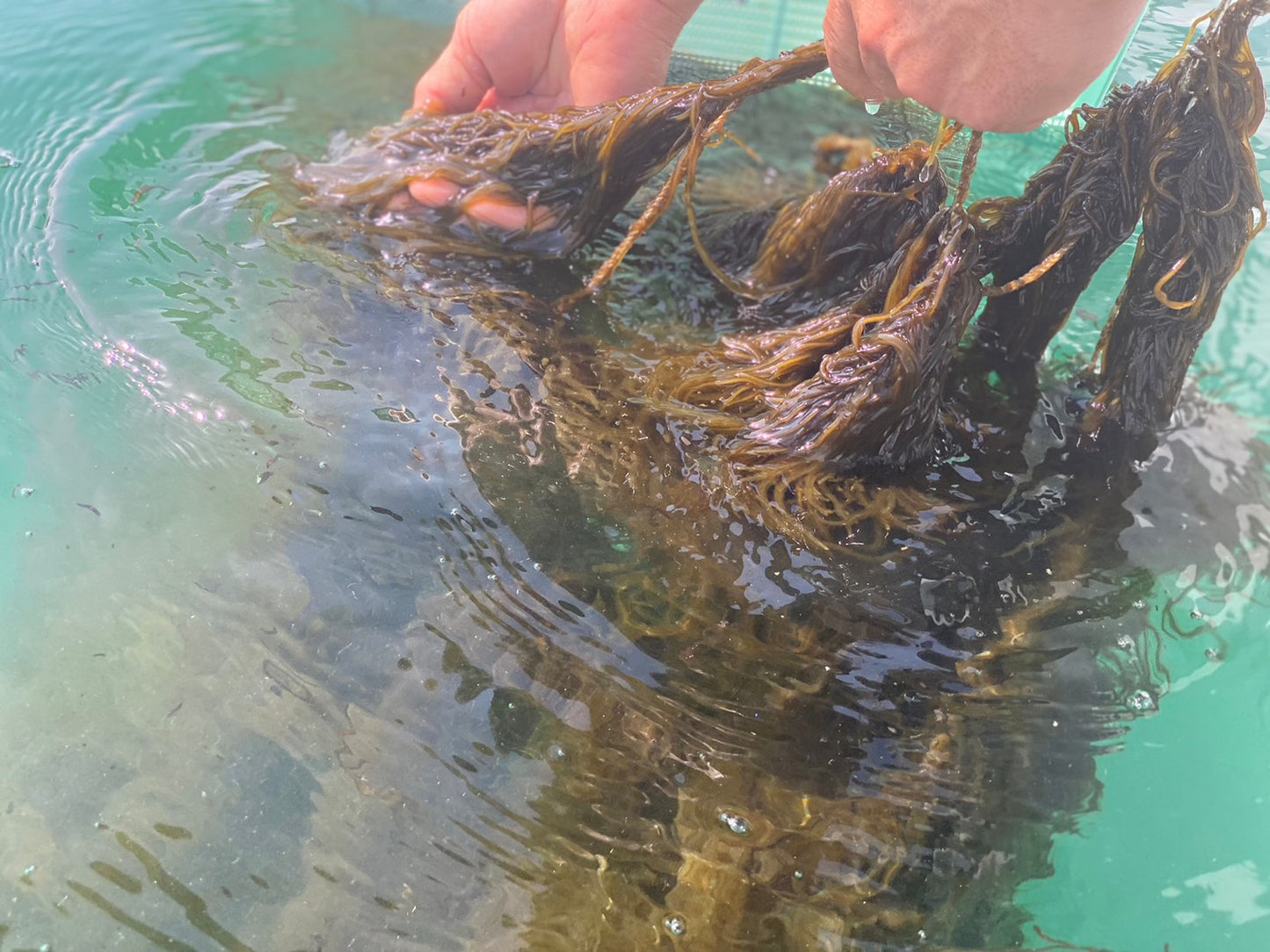 福岡県糸島産!太もずくキムチ !
