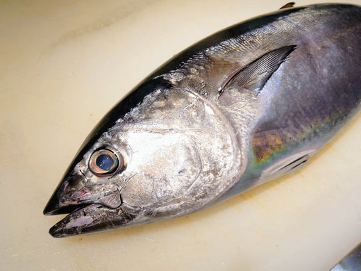 知る人ぞ知る幻の調味料！鮪節の魅力に迫る 〜白身魚を超える驚きの旨味革命〜 ✨