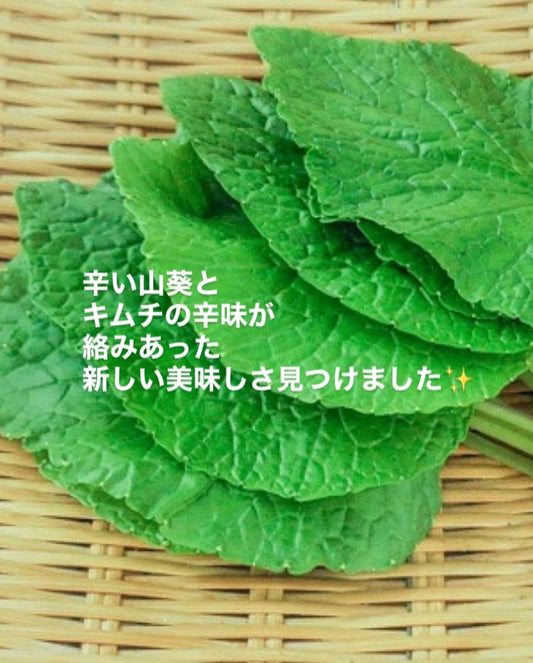 安曇野産わさびの葉の酒粕キムチ